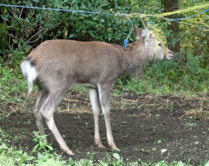 吸血ヒル連れ山麓へ 神奈川 丹沢 増えるシカ被害 日本経済新聞