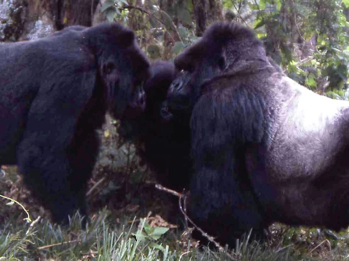 見つめ合い 心伝える ゴリラに学び 人を知る 6 日本経済新聞 見つめ合い 心伝える ゴリラに学び 人を知る 6 日本経済新聞
