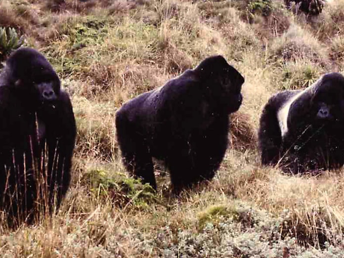 争い は進化の結果か ゴリラに学び 人を知る 8 日本経済新聞