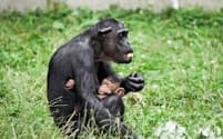 赤ちゃんを抱くフルト（35才）　チンパンジーの子育てはいつもつきっきり（撮影・桜井省司、提供:株式会社LEGiON）