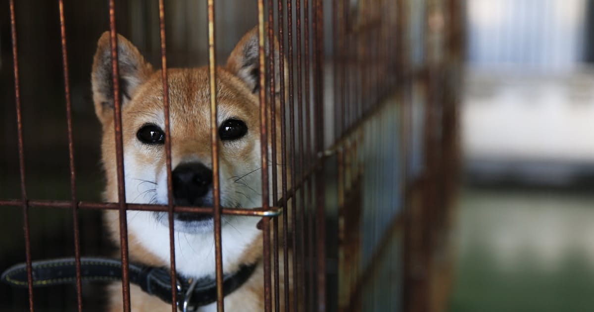 迷子 食欲なし 写真で追う被災ペット 熊本地震 日本経済新聞 迷子 食欲なし 写真で追う被災ペット 熊本地震 日本経済新聞