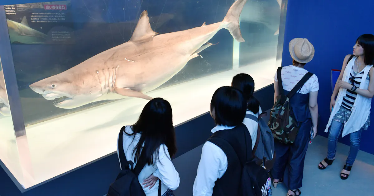 大迫力のサメに来場者歓喜の声 海のハンター展 開幕 日本経済新聞 大迫力のサメに来場者歓喜の声 海のハンター展 開幕 日本経済新聞
