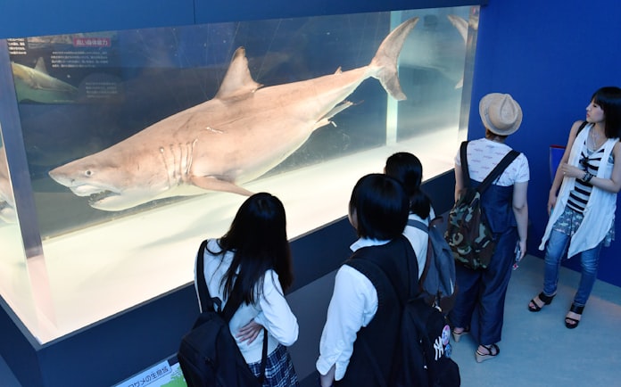 夏休み 海のハンターの謎に迫る 日本経済新聞 夏休み 海のハンターの謎に迫る 日本経済新聞