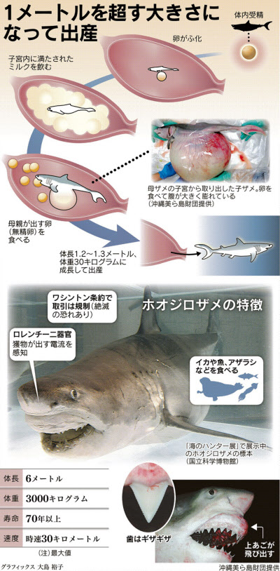 夏休み 海のハンターの謎に迫る 日本経済新聞 夏休み 海のハンターの謎に迫る 日本経済新聞