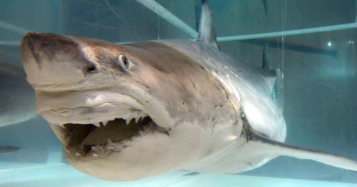 ジョーズ 誕生 胎内に1年 ミルクや卵食べ育つ 日本経済新聞 ジョーズ 誕生 胎内に1年 ミルクや卵食べ育つ 日本経済新聞