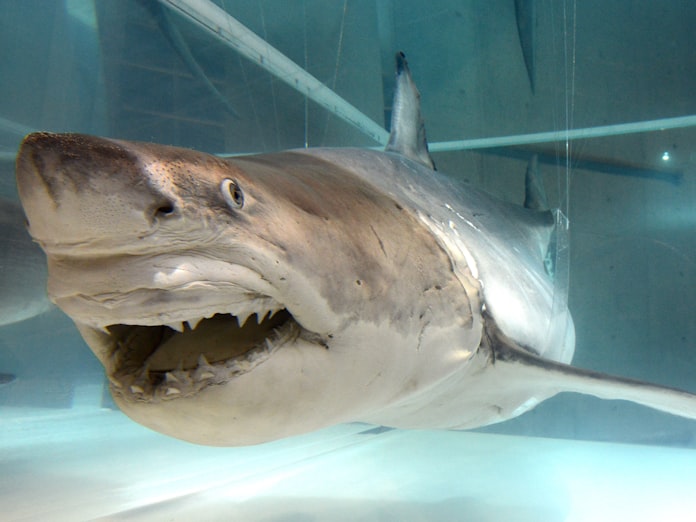 夏休み 海のハンターの謎に迫る 日本経済新聞 夏休み 海のハンターの謎に迫る 日本経済新聞