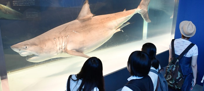 夏休み 海のハンターの謎に迫る 日本経済新聞 夏休み 海のハンターの謎に迫る 日本経済新聞