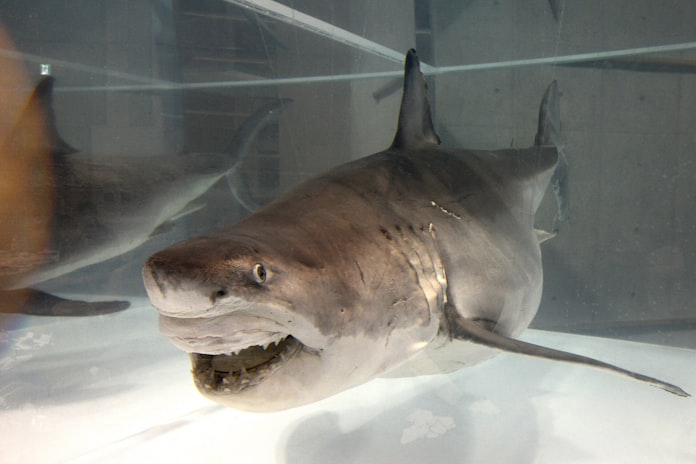 夏休み 海のハンターの謎に迫る 日本経済新聞 夏休み 海のハンターの謎に迫る 日本経済新聞