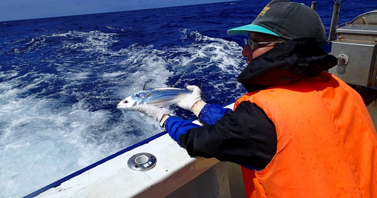 カツオ生態の謎 味の素が探る 資源保全へ 日本経済新聞 カツオ生態の謎 味の素が探る 資源保全へ 日本経済新聞