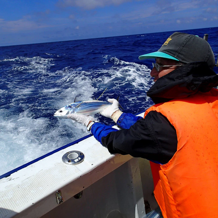 カツオ生態の謎 味の素が探る 資源保全へ 日本経済新聞 カツオ生態の謎 味の素が探る 資源保全へ 日本経済新聞