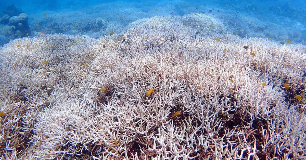 サンゴ白化 調査の9割 沖縄の石西礁湖 日本経済新聞 サンゴ白化 調査の9割 沖縄の石西礁湖 日本経済新聞