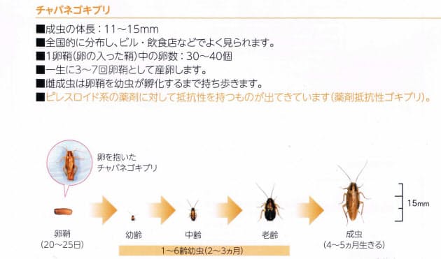 ゴキブリ60万匹の恐怖 世界最大級の研究所を見た Nikkei Style ゴキブリ60万匹の恐怖 世界最大級の研究所を見た Nikkei Style