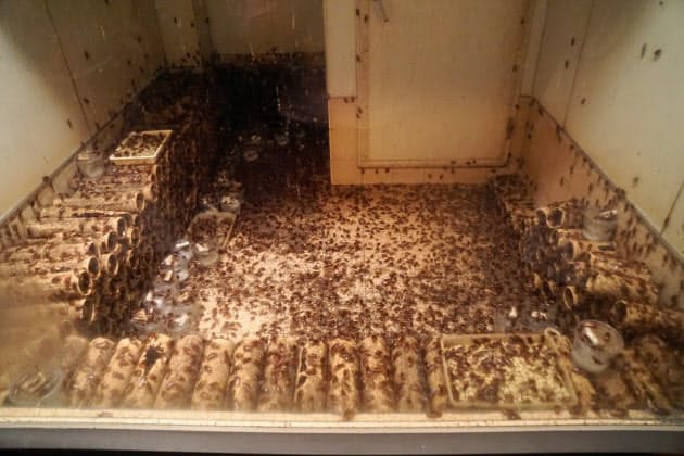ゴキブリ60万匹の恐怖 世界最大級の研究所を見た Nikkei Style ゴキブリ60万匹の恐怖 世界最大級の研究所を見た Nikkei Style