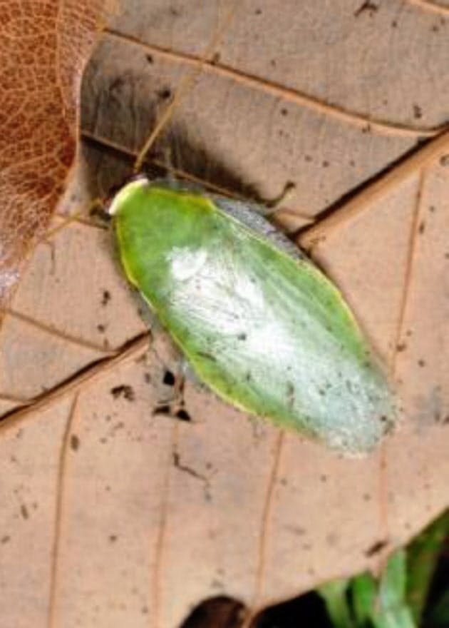 ゴキブリ60万匹の恐怖 世界最大級の研究所を見た Nikkei Style ゴキブリ60万匹の恐怖 世界最大級の研究所を見た Nikkei Style