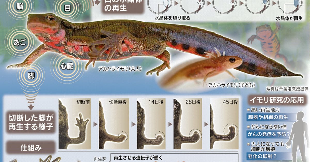 目指すは人への応用 イモリの再生能力を追う 日本経済新聞 目指すは人への応用 イモリの再生能力を追う 日本経済新聞