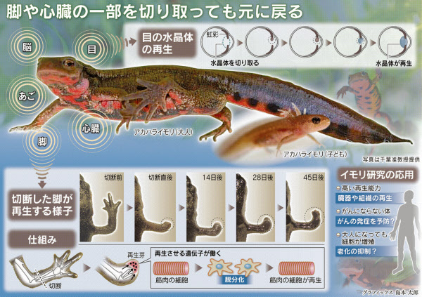 目指すは人への応用 イモリの再生能力を追う 日本経済新聞 目指すは人への応用 イモリの再生能力を追う 日本経済新聞