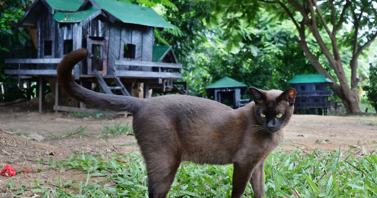 希少なビルマ猫の 楽園 訪ねて ミャンマー中部 日本経済新聞 希少なビルマ猫の 楽園 訪ねて ミャンマー中部 日本経済新聞