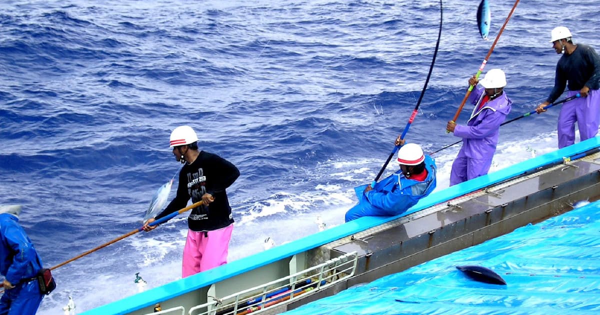塩釜のカツオ一本釣り エコ認証で五輪商機に 日本経済新聞 塩釜のカツオ一本釣り エコ認証で五輪商機に 日本経済新聞