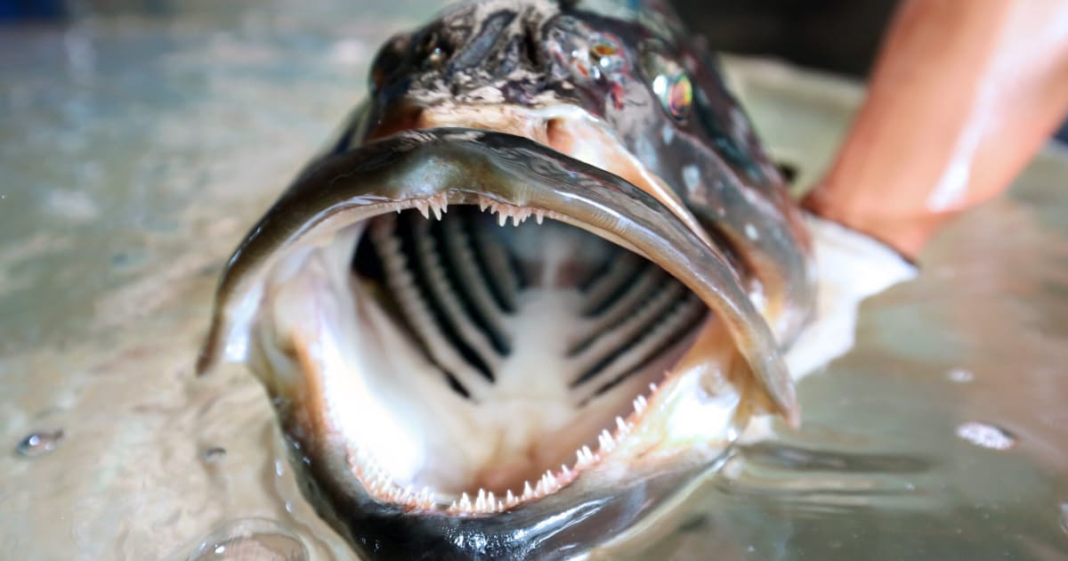 めざせ巨大クエ 高級魚を身近に 近大が成長速い新種養殖 日本経済新聞 めざせ巨大クエ 高級魚を身近に 近大が成長速い新種養殖 日本経済新聞