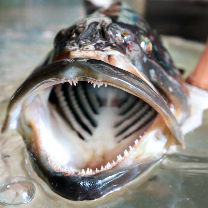 めざせ巨大クエ 高級魚を身近に 近大が成長速い新種養殖 日本経済新聞 めざせ巨大クエ 高級魚を身近に 近大が成長速い新種養殖 日本経済新聞