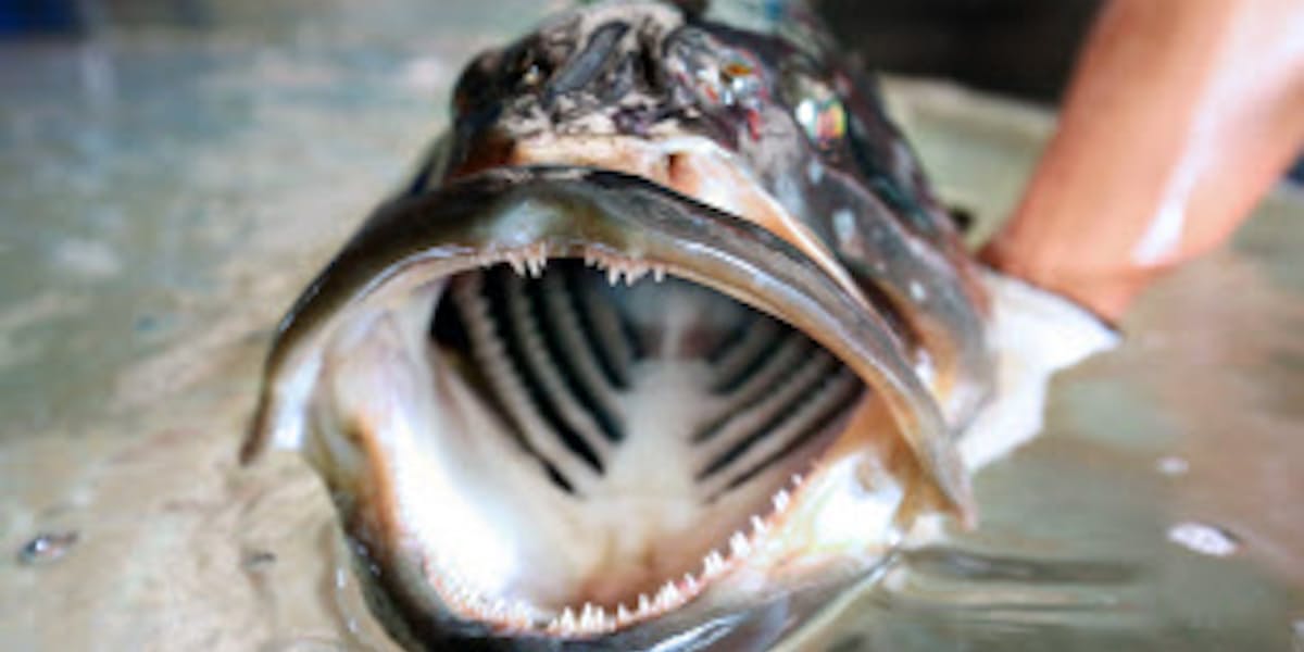 めざせ巨大クエ 高級魚を身近に 近大が成長速い新種養殖 日本経済新聞