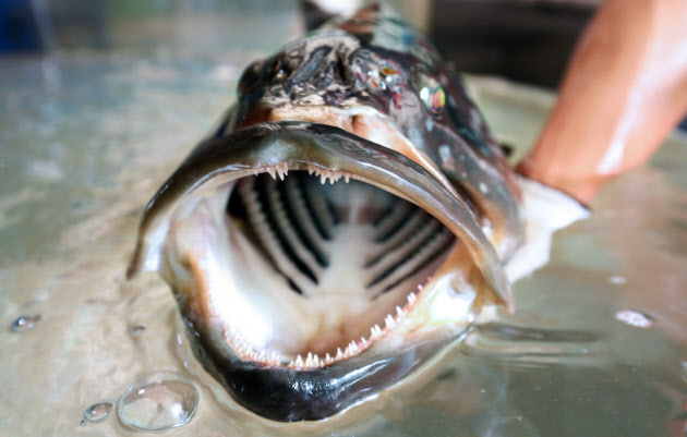 めざせ巨大クエ 高級魚を身近に 近大が成長速い新種養殖 日本経済新聞