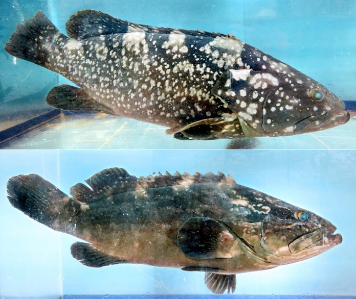 めざせ巨大クエ 高級魚を身近に 近大が成長速い新種養殖 日本経済新聞 めざせ巨大クエ 高級魚を身近に 近大が成長速い新種養殖 日本経済新聞