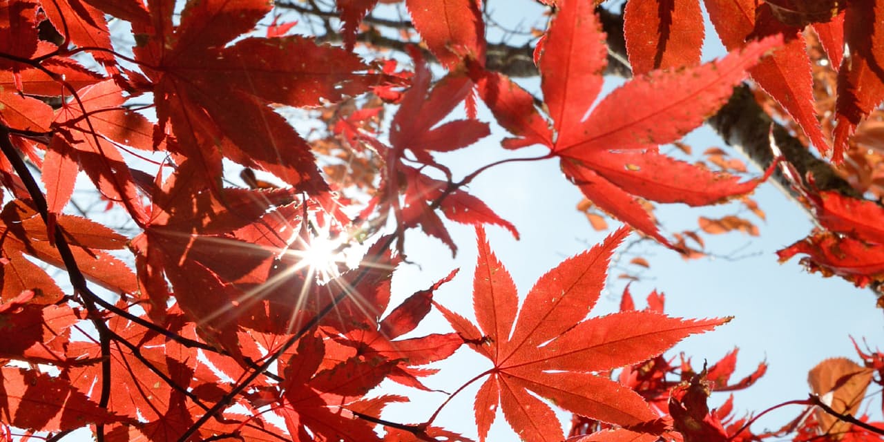 紅葉 の慣用句いろいろ Nikkei Style 紅葉 の慣用句いろいろ Nikkei Style