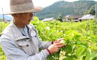 岐阜県関市で南米原産のパッションフルーツを栽培する古池さん