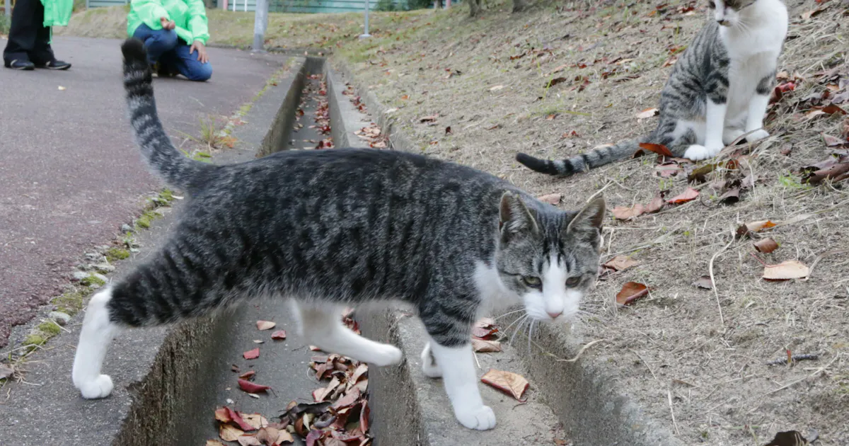 猫から感染症 福岡の女性が死亡 日本経済新聞