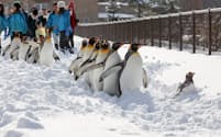 早い積雪により11月17日にはペンギンの散歩が行われました。お客さんは大喜び（桜井省司撮影、提供:株式会社LEGION）
