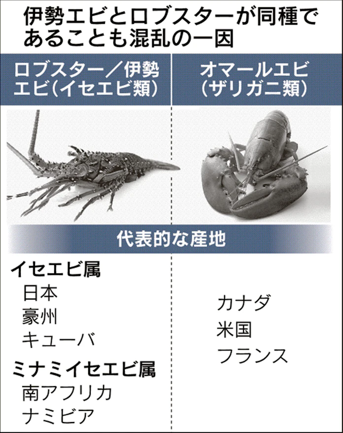 高級エビ戦争 オマールに軍配 日本経済新聞 高級エビ戦争 オマールに軍配 日本経済新聞