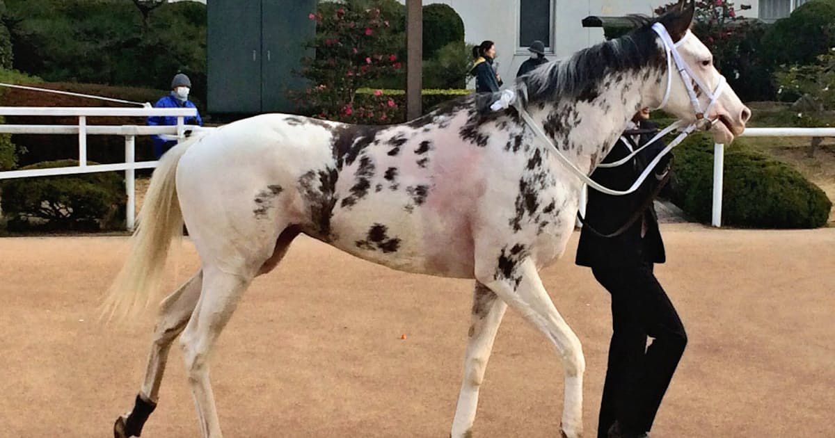 競馬 ゲートに入るのが嫌すぎて 惜しくも引退したブチコ ウマ娘攻略まとめ速報