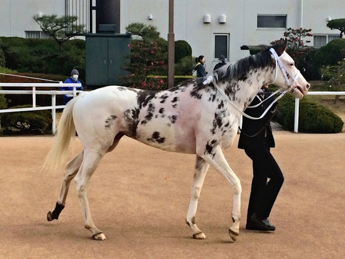 人気の白毛馬ブチコ引退 ゲート苦手 素質生かせず 日本経済新聞