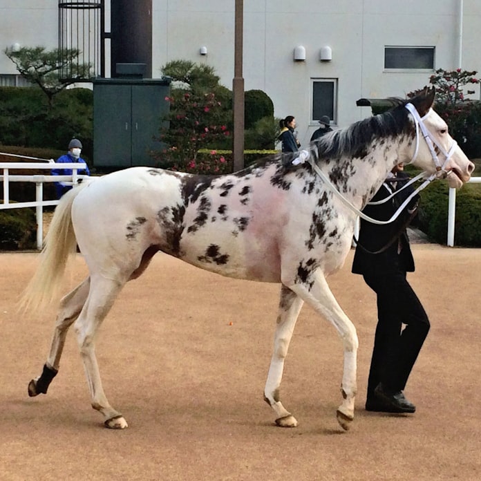 人気の白毛馬ブチコ引退 ゲート苦手 素質生かせず 日本経済新聞