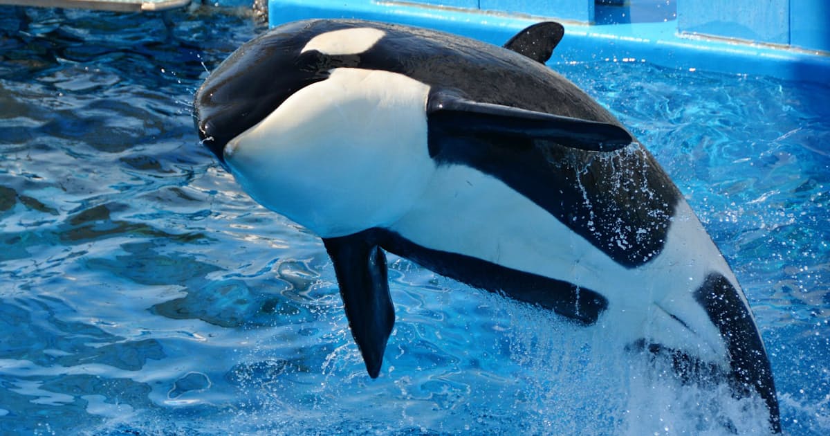 名古屋港水族館 シャチ購入 大きなプールでショー開催へ 日本経済新聞 名古屋港水族館 シャチ購入 大きなプールでショー開催へ 日本経済新聞