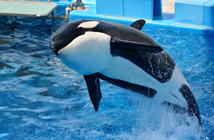 名古屋港水族館 シャチ購入 大きなプールでショー開催へ 日本経済新聞