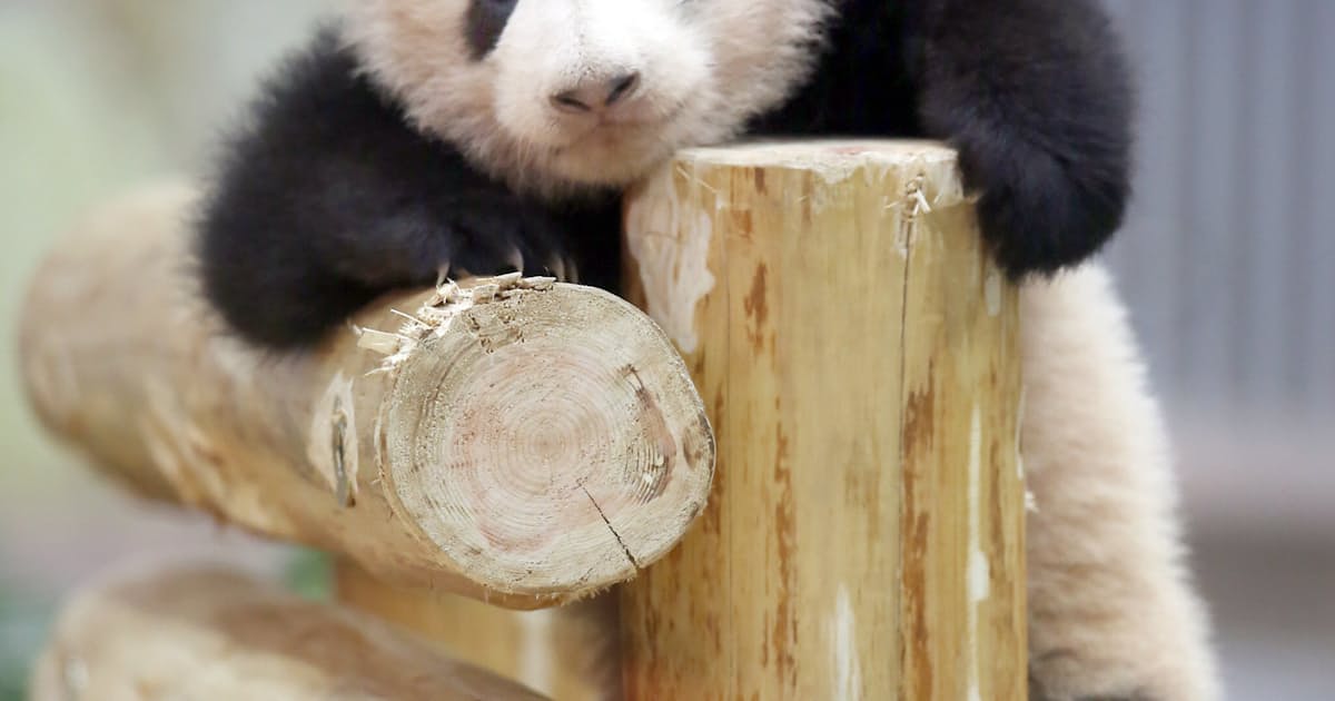 パンダ繁殖の秘訣は竹 アドベンチャーワールド 日本経済新聞 パンダ繁殖の秘訣は竹 アドベンチャーワールド 日本経済新聞