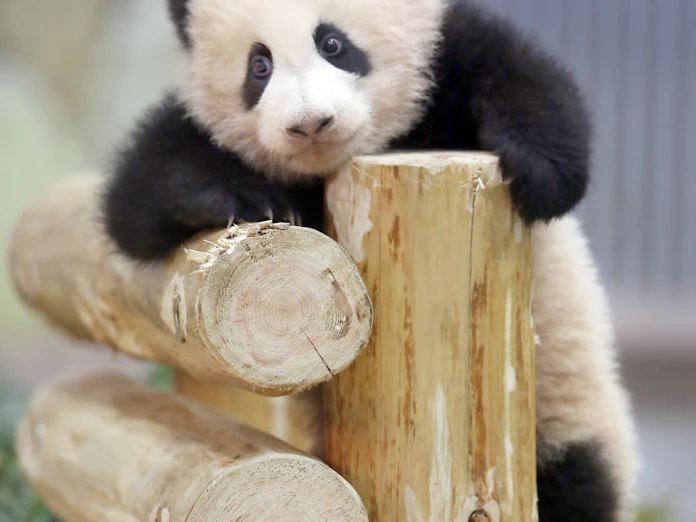 パンダ繁殖の秘訣は竹 アドベンチャーワールド 日本経済新聞 パンダ繁殖の秘訣は竹 アドベンチャーワールド 日本経済新聞