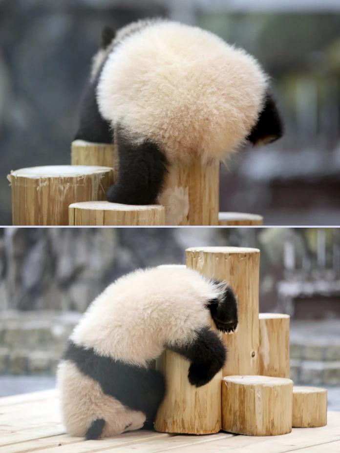 パンダ繁殖の秘訣は竹 アドベンチャーワールド 日本経済新聞 パンダ繁殖の秘訣は竹 アドベンチャーワールド 日本経済新聞