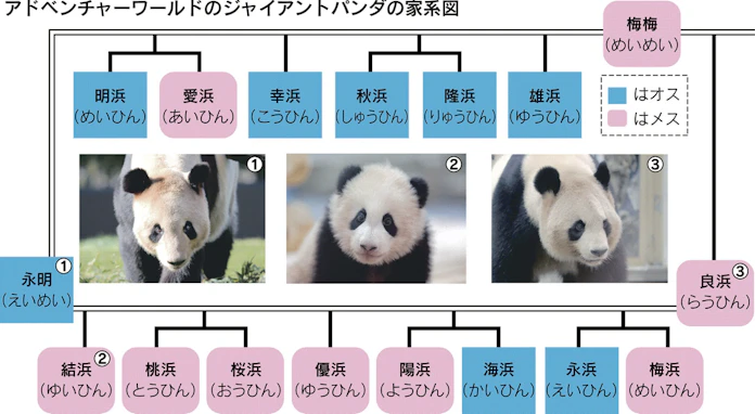 パンダ繁殖の秘訣は竹 アドベンチャーワールド 日本経済新聞 パンダ繁殖の秘訣は竹 アドベンチャーワールド 日本経済新聞