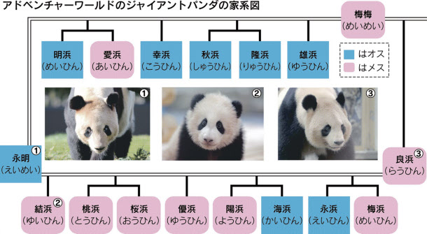 パンダ繁殖の秘訣は竹 アドベンチャーワールド 日本経済新聞