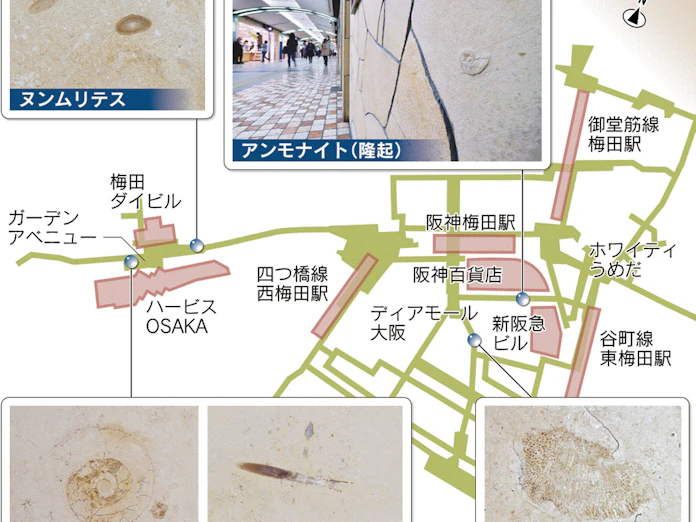 梅田迷宮 にアンモナイト とことんサーチ 日本経済新聞 梅田迷宮 にアンモナイト とことんサーチ 日本経済新聞