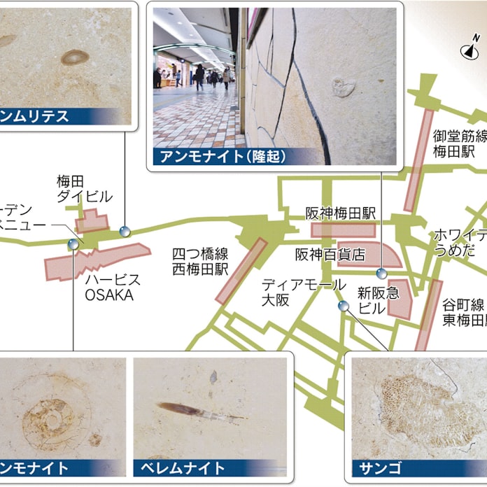 梅田迷宮 にアンモナイト とことんサーチ 日本経済新聞 梅田迷宮 にアンモナイト とことんサーチ 日本経済新聞