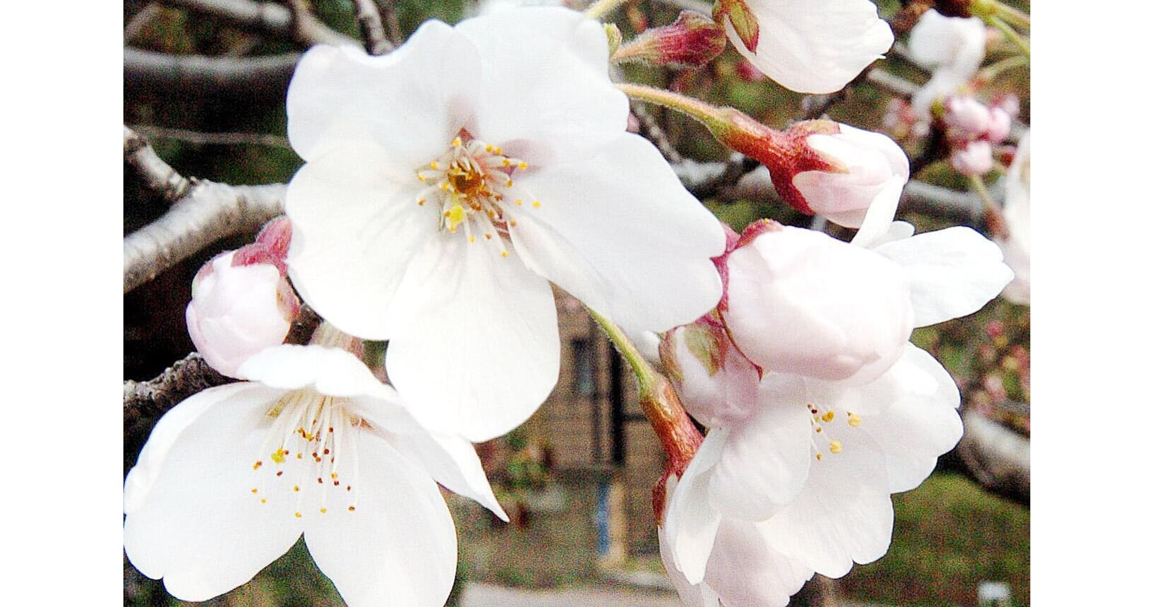 桜の花はなぜ春になると咲くの Nikkei Style 桜の花はなぜ春になると咲くの Nikkei Style