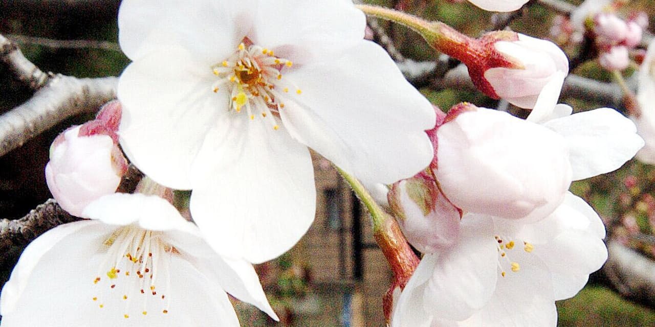 桜の花はなぜ春になると咲くの Nikkei Style 桜の花はなぜ春になると咲くの Nikkei Style