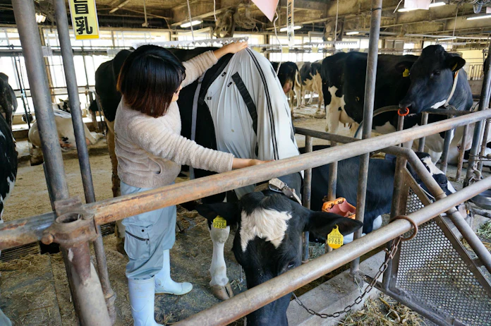 牛を冷やすウエアラブル端末 グンゼが試験販売 日本経済新聞 牛を冷やすウエアラブル端末 グンゼが試験販売 日本経済新聞