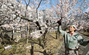 通り抜けに向けて桜を管理する専属の渡辺さん（3月24日、大阪市北区）