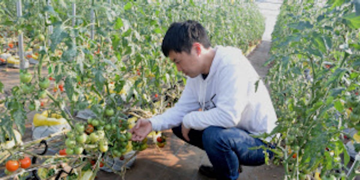 未経験者も即 農家に 農業ベンチャーが就農支援 日本経済新聞