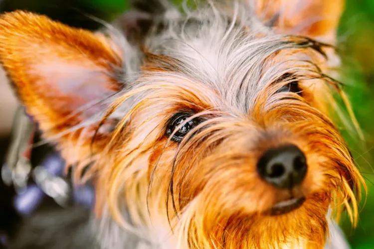 犬が怖い私 猛犬にらみ 体を張って得た ケツ論 Nikkei Style 犬が怖い私 猛犬にらみ 体を張って得た ケツ論 Nikkei Style